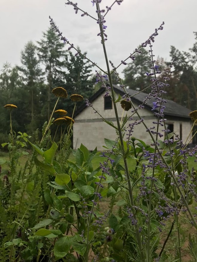Fragment ogrodu z kwitnącymi ziołami w odcieniach fioletu i żółci, na tle surowego domu w trakcie budowy i lasu.
