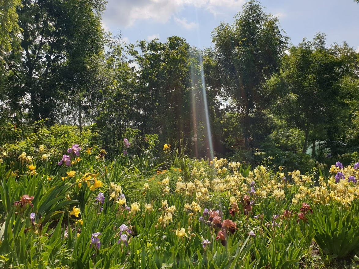Kwitnący ogród z różnokolorowymi irysami w słoneczny dzień, drzewa w tle.