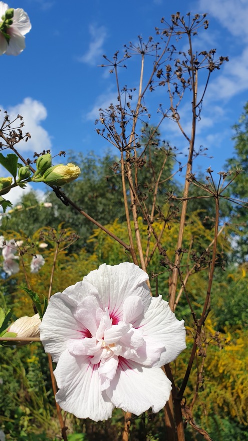 Biały hibiskus z różowym środkiem na tle błękitnego nieba i zieleni ogrodu, obok uschniętych badyli.