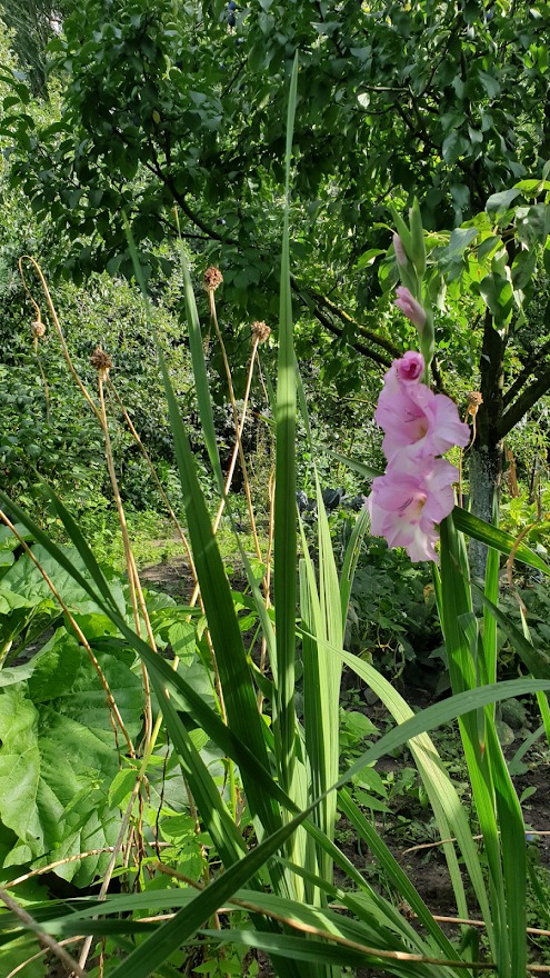 Kwitnący mieczyk bladoróżowy w ogrodzie, z widocznymi wysokimi źdźbłami trawy i przekwitłymi kwiatostanami na tle zarośli i drzew.