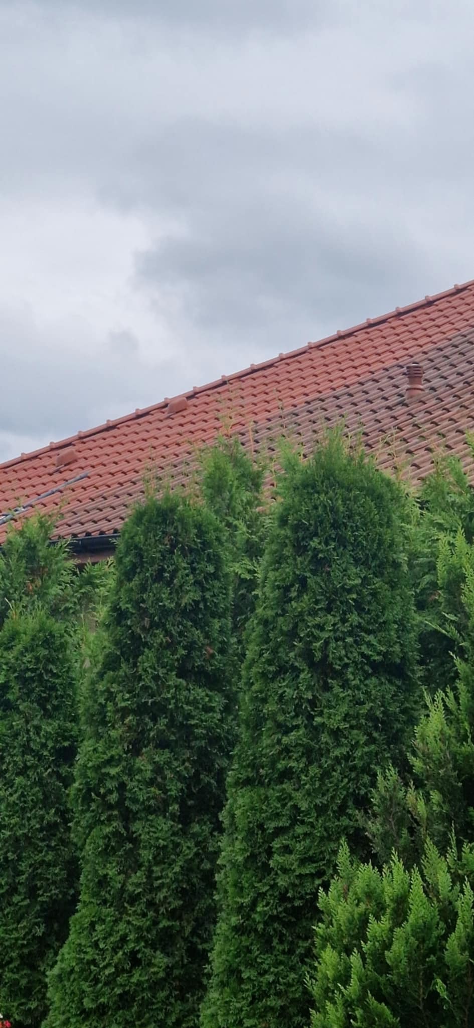 Czerwona dachówka na dachu domu widoczna zza gęstych, zielonych tuj w pochmurny dzień.