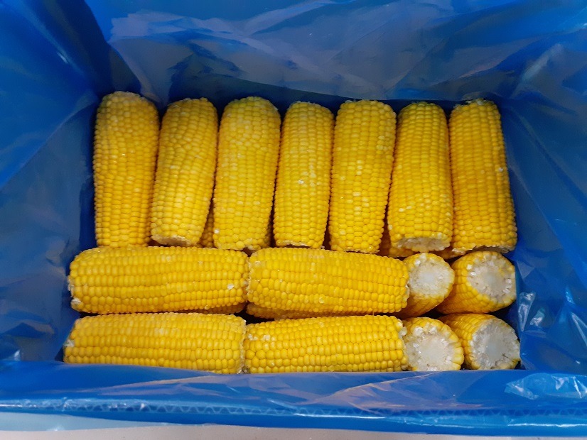 Świeżo zebrana kukurydza w kolbach, ułożona w niebieskim pojemniku, gotowa do transportu od dostawcy z Rudnika.