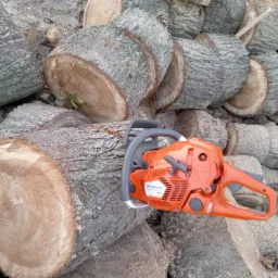 Pomarańczowa piła spalinowa Husqvarna 555 leży na stosie świeżo ściętych, grubych pni drzew z widocznymi słojami.