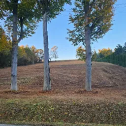 Przygotowany teren pod zasiew trawy z trzema drzewami w rzędzie. Widoczny fragment drogi i zieleń w tle. Jesienne barwy liści.