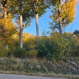 Wycinka drzew Alwernia 2