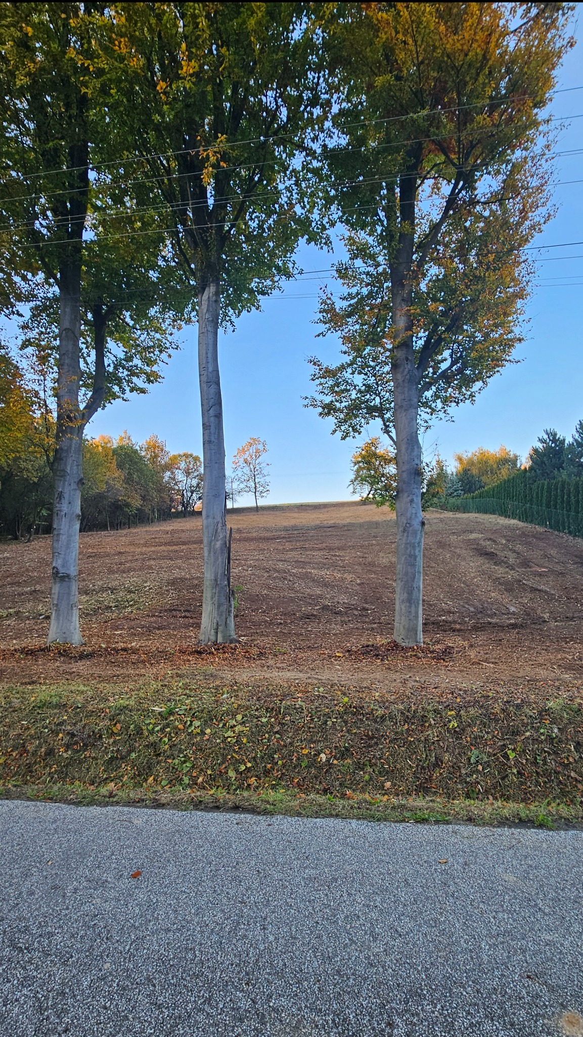 Przygotowany teren pod zasiew trawy z trzema drzewami w rzędzie. Widoczny fragment drogi i zieleń w tle. Jesienne barwy liści.