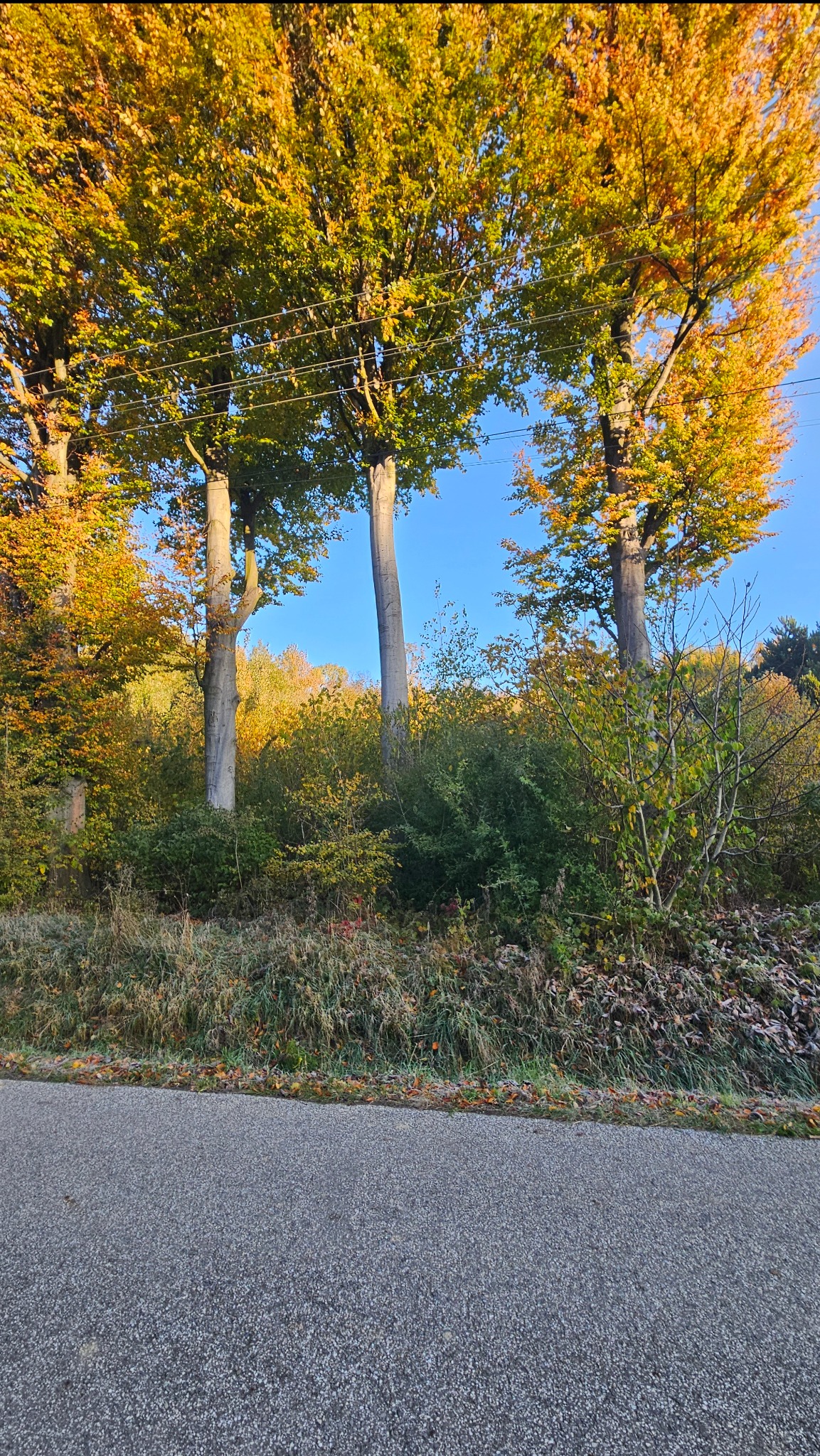 Jesienny krajobraz z trzema wysokimi drzewami o żółto-zielonych liściach, widocznymi na tle błękitnego nieba, z asfaltową drogą na pierwszym planie.