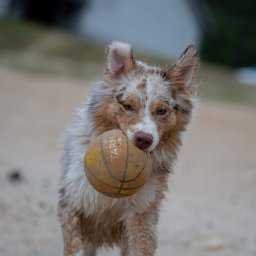 Monika Łopatka - Młody, umaszczony na merle australijski owczarek biegnie po piasku, trzymając w pysku pomarańczową, lekko sfatygowaną piłkę do koszykówki marki Tarma.