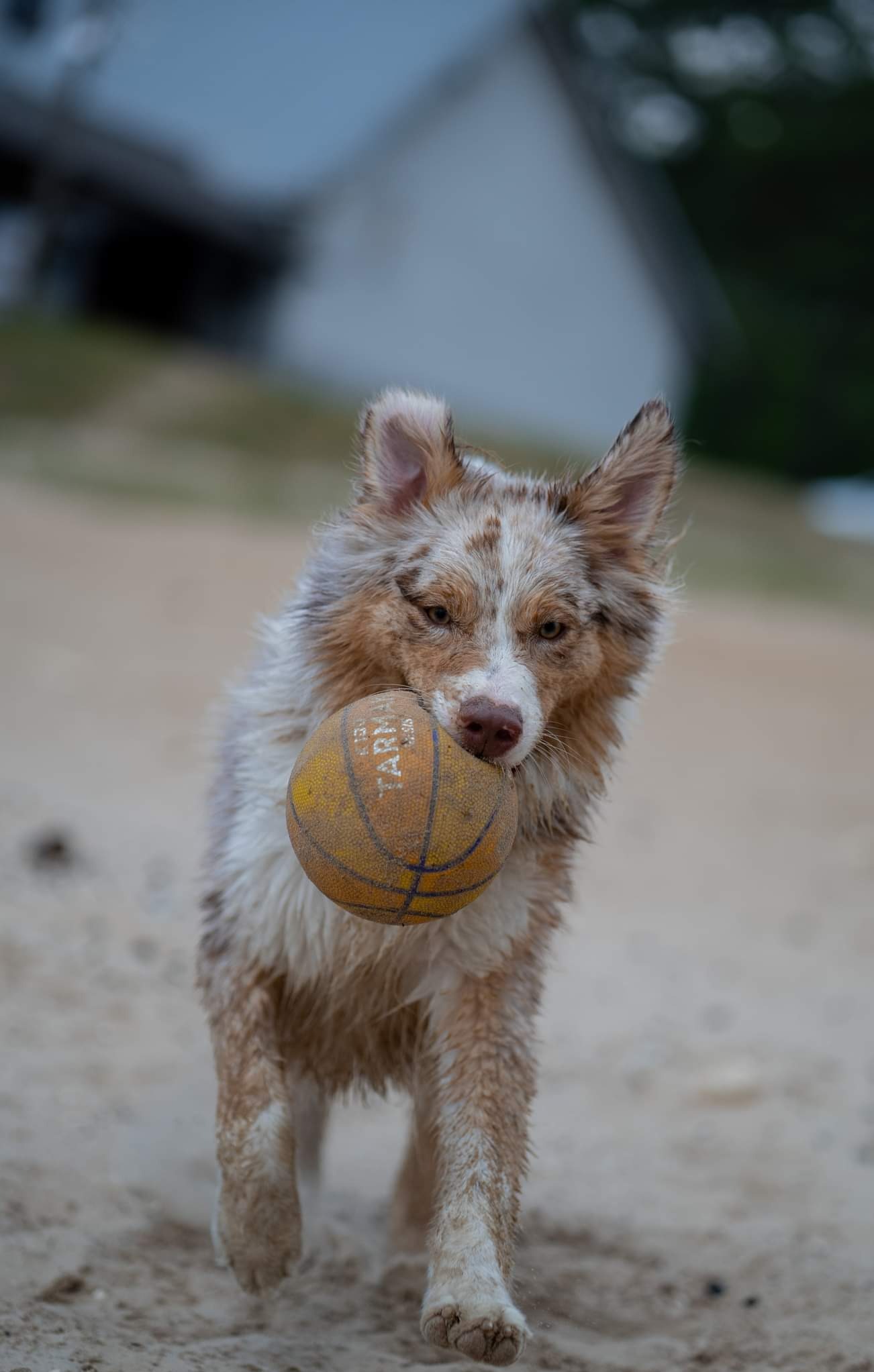 Młody, umaszczony na merle australijski owczarek biegnie po piasku, trzymając w pysku pomarańczową, lekko sfatygowaną piłkę do koszykówki marki Tarma.