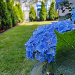 Trawa z rolki Poznań 4