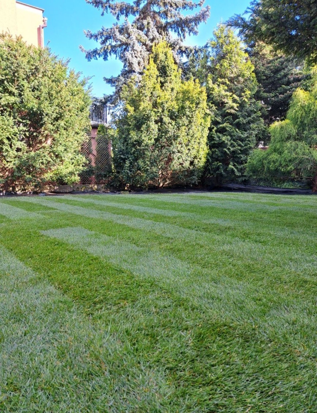 Świeżo skoszony trawnik z wyraźnymi pasami, otoczony różnorodnymi drzewami iglastymi i liściastymi w słoneczny dzień.