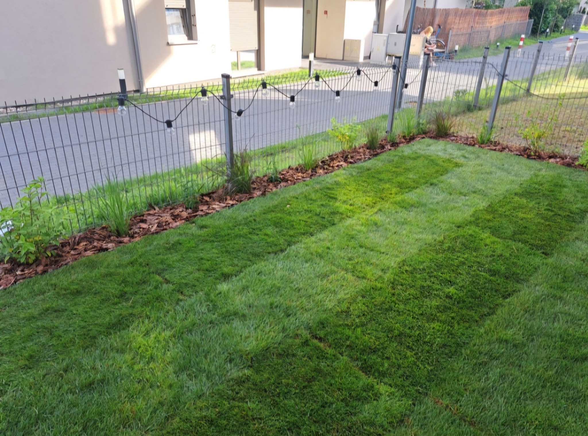 Świeżo rozłożona, intensywnie zielona darń w rolkach, obłożona korą drzewną wzdłuż metalowego ogrodzenia z dekoracyjnymi lampkami, na tle nowoczesnego budynku.