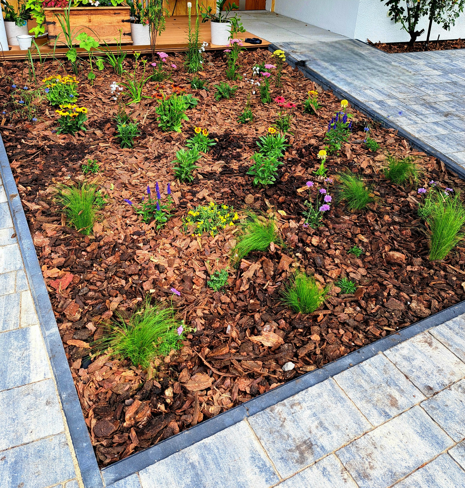 Nowo założony rabat kwiatowy z korą, obrzeżem z kostki brukowej i różnorodnymi nasadzeniami: trawy ozdobne, rudbekie, szałwie i inne kwiaty. Widok z góry na ogród przy domu.
