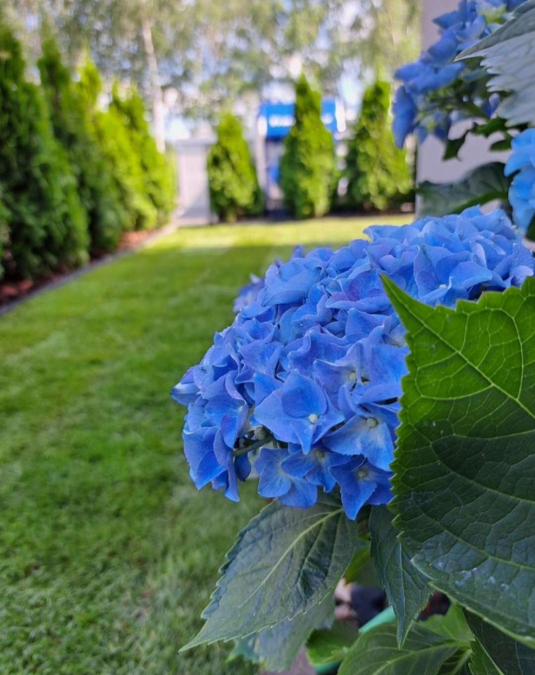 Bujny, niebieski kwiat hortensji na tle idealnie przystrzyżonego trawnika i rzędu zielonych, stożkowych drzew iglastych w ogrodzie.