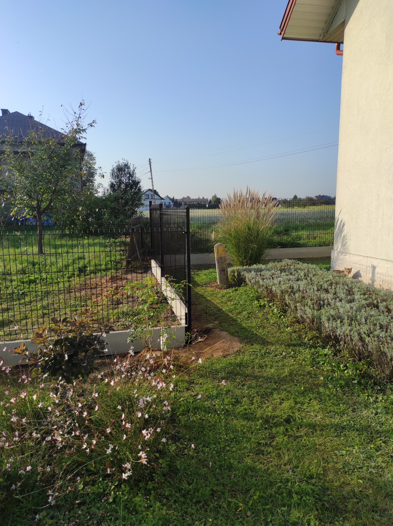 Nowo postawione, czarne, metalowe ogrodzenie panelowe na betonowej podmurówce, widok z ogrodu w słoneczny dzień. Kot obserwuje otoczenie zza krzewów.