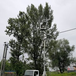 Wycinka drzew Sosnowiec 4