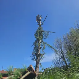 Arborysta w uprzęży, wysoko na sośnie, z piłą łańcuchową, przycina gałęzie na tle błękitnego nieba.