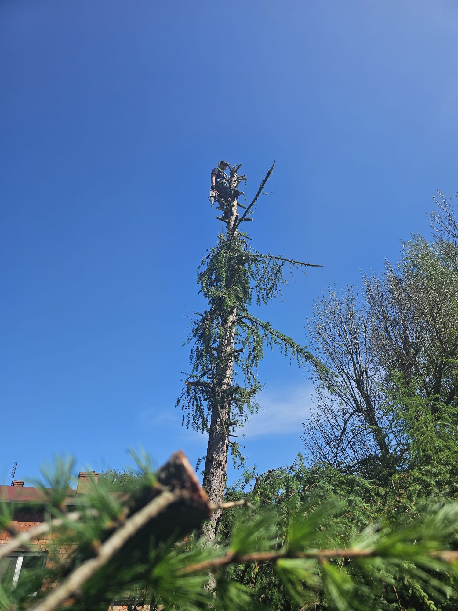 Arborysta w uprzęży, wysoko na sośnie, z piłą łańcuchową, przycina gałęzie na tle błękitnego nieba.