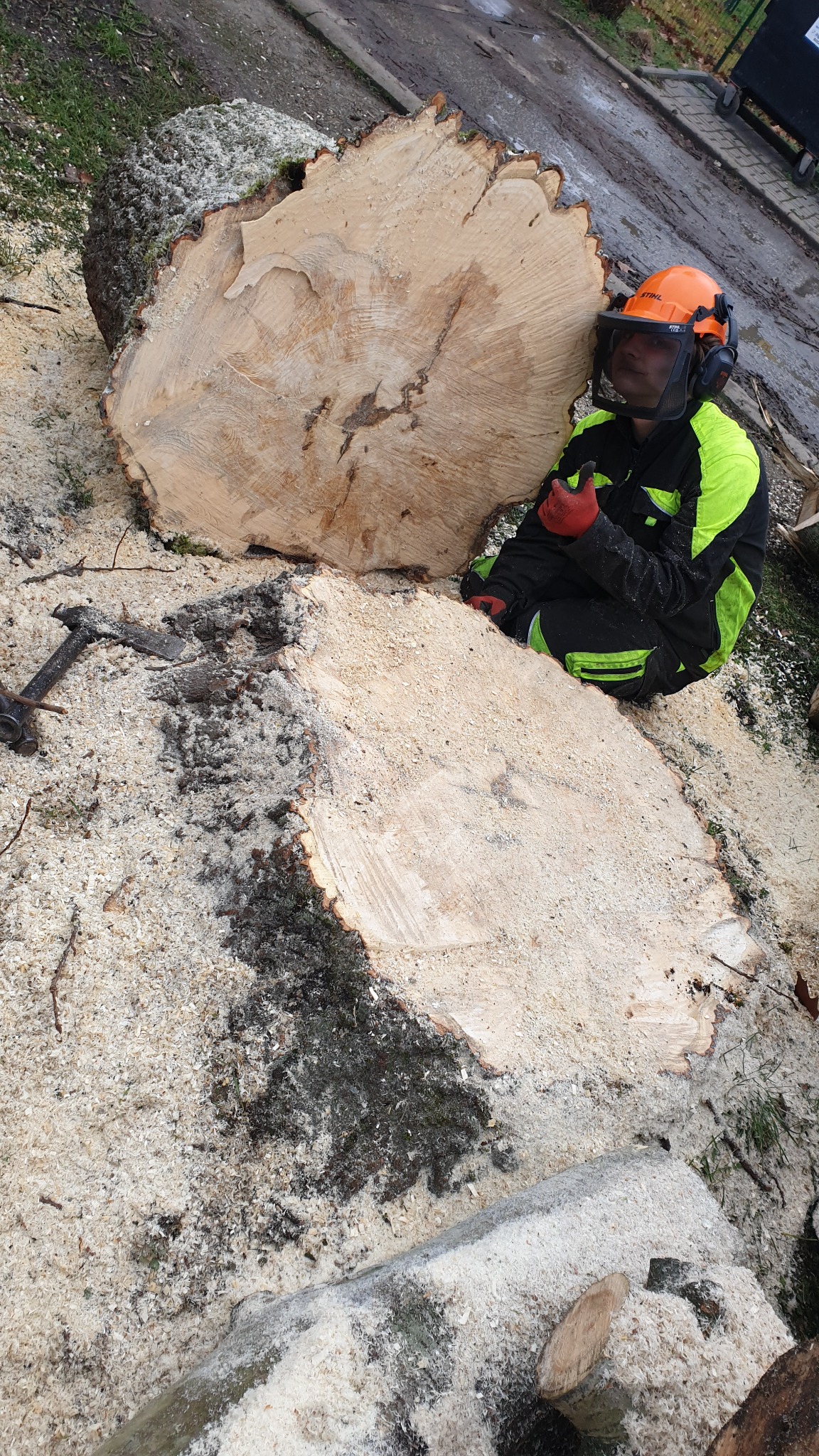 Robotnik w kasku i osłonie twarzy siedzi obok świeżo ściętych, dużych kawałków pnia drzewa, otoczonych wiórami i trocinami, z widocznym młotem klinowym.