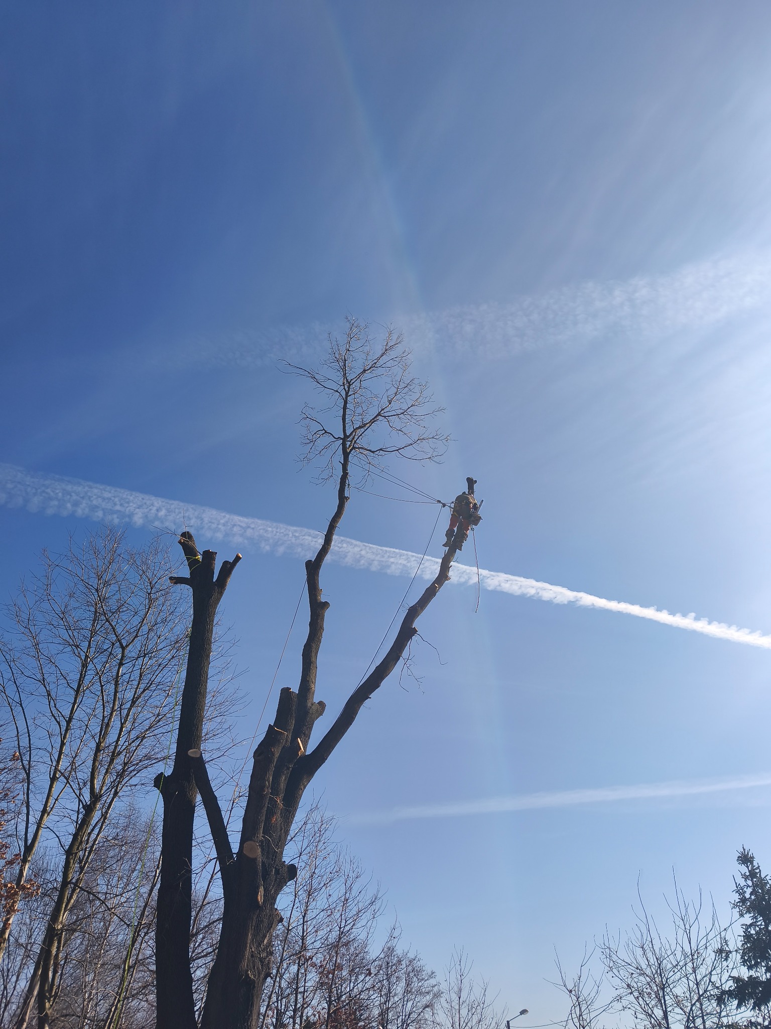 Arborysta w uprzęży, w trakcie pracy na wysokim drzewie z obciętymi gałęziami, na tle błękitnego nieba z smugami kondensacyjnymi.