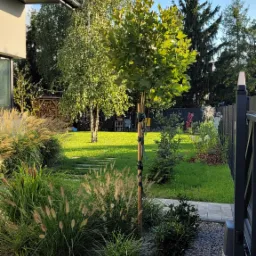 Ogród z trawnikiem, ścieżką z płyt, ozdobnymi trawami i młodym drzewem zabezpieczonym taśmą, w słoneczny dzień. Widok z poziomu kostki brukowej.