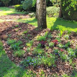 IŚCIE KWIECIŚCIE Pracownia projektowania i aranżacji zieleni i kwiatów - Metamorfoza starego ogrodu - nowe nasadzenia, kształt rabat, trawnik, systemy nawodnienia