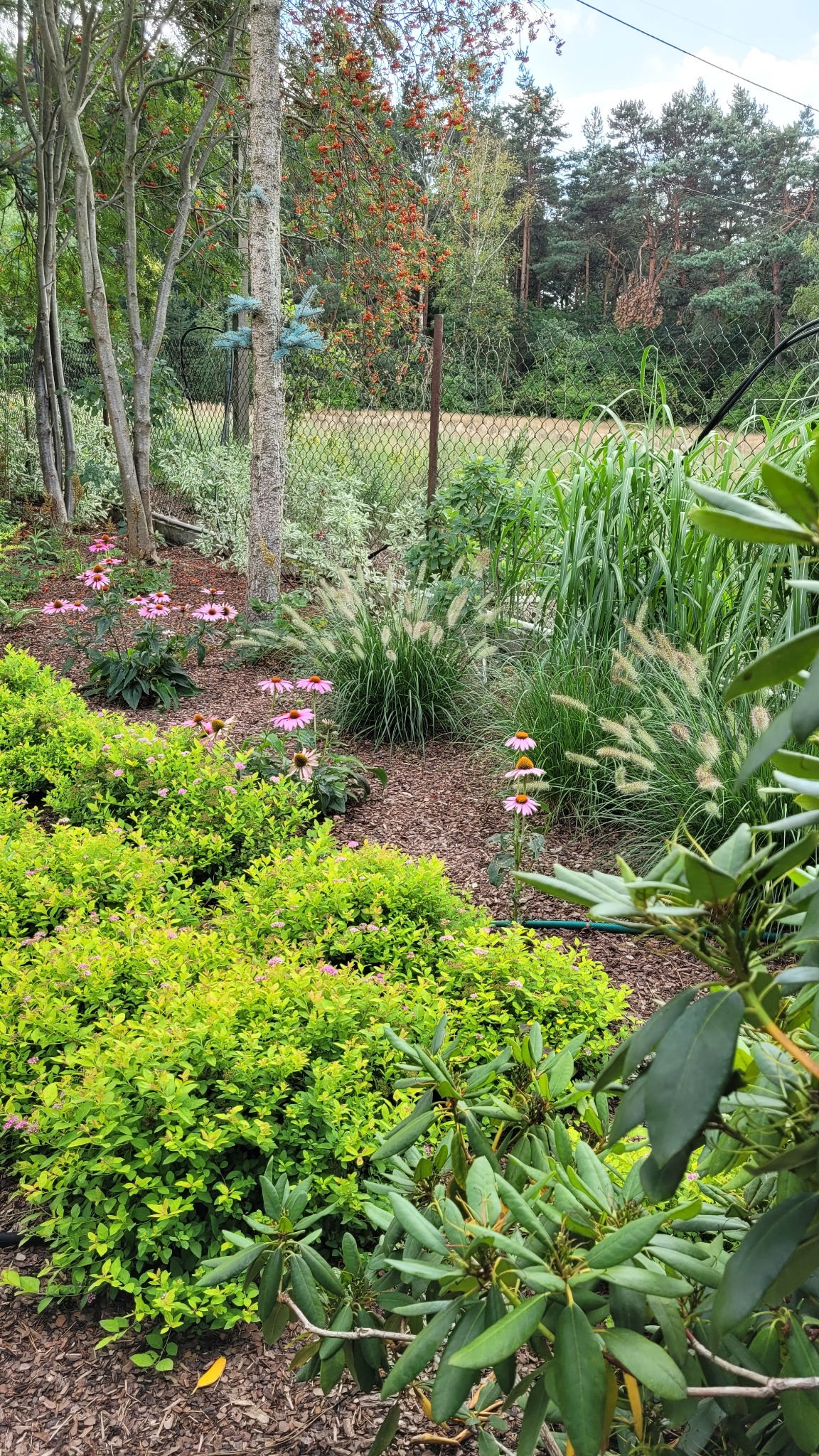 Modernizacja istniejącego ogrodu, planowanie nasadzeń na już istniejącej bazie roślinnej