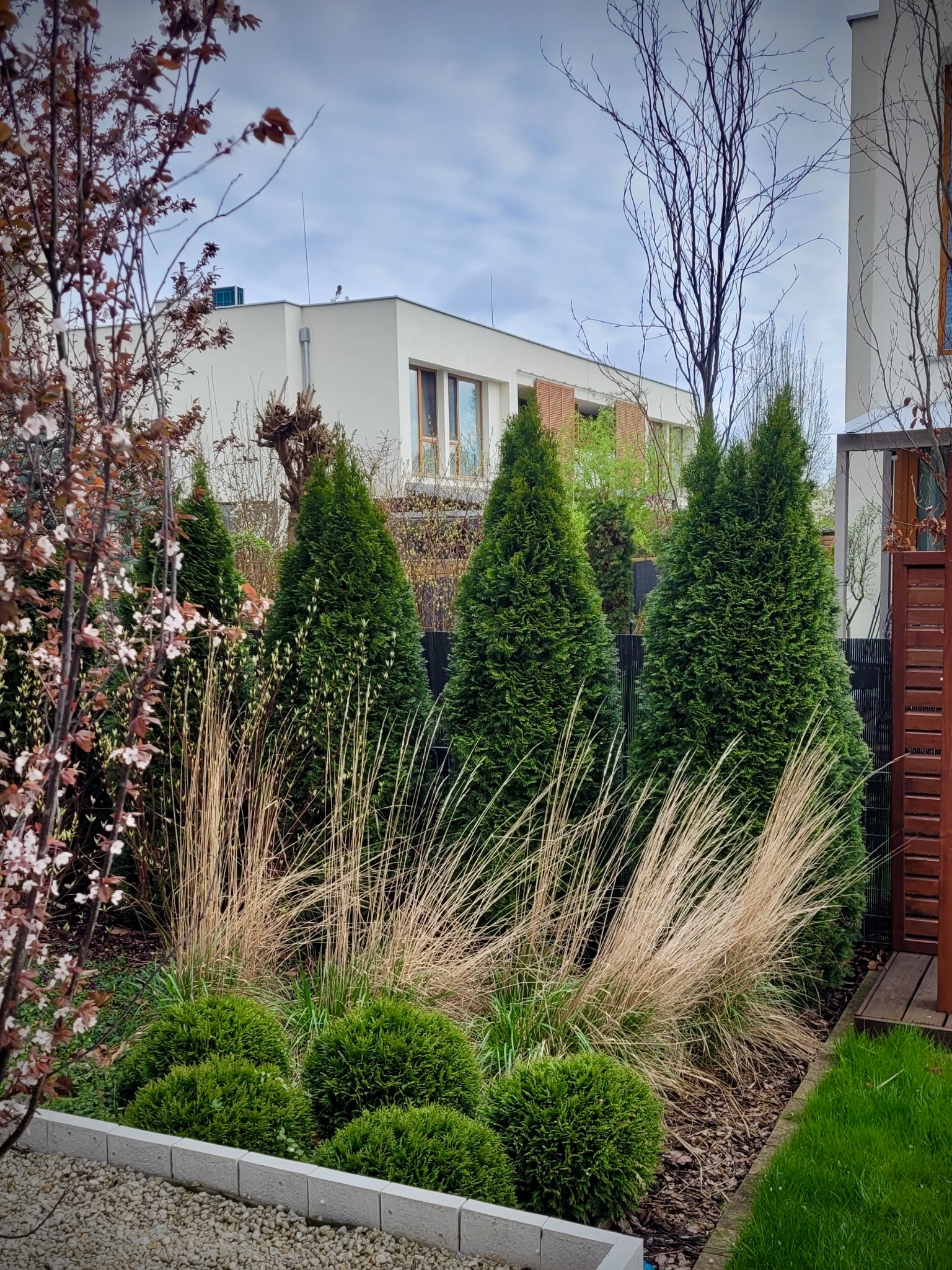 Regularny ogród z czterema stożkowymi tujami 'Smaragd', kulistymi bukszpanami i ozdobnymi trawami, obrzeże z jasnych kostek betonowych, w tle nowoczesny dom.