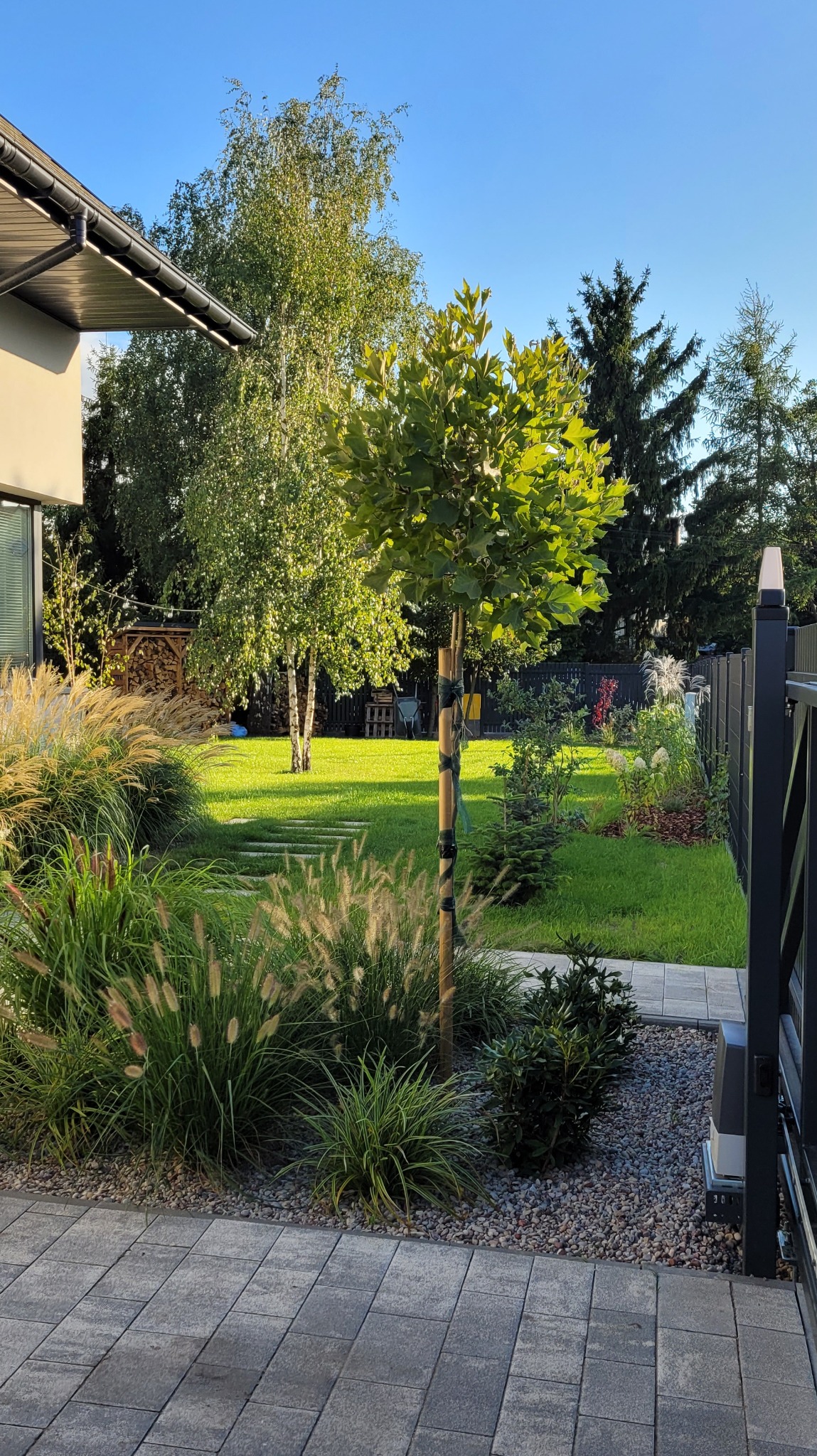 Ogród z trawnikiem, ścieżką z płyt, ozdobnymi trawami i młodym drzewem zabezpieczonym taśmą, w słoneczny dzień. Widok z poziomu kostki brukowej.