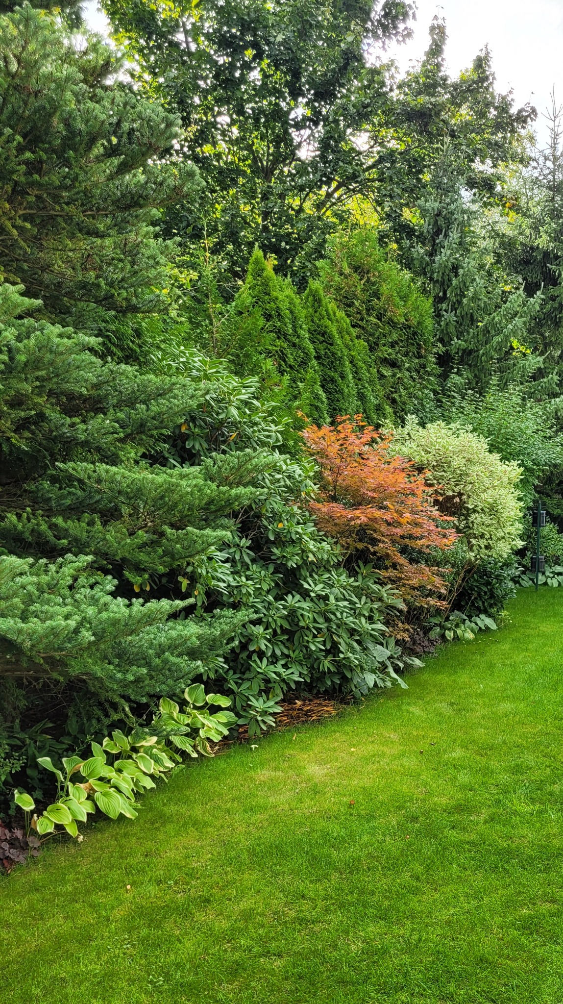 Zadbany ogród z zielonym trawnikiem i różnorodną roślinnością: iglaki, krzewy liściaste (w tym klon palmowy), hosty. Widok na wyspę z roślinami, regularne nasadzenia.