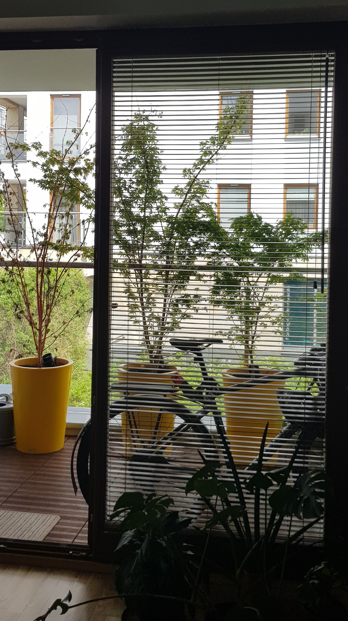 Balkon z żółtymi donicami i drzewkami, widok przez żaluzje. Na balkonie stoi rower, a w tle widać budynek mieszkalny.