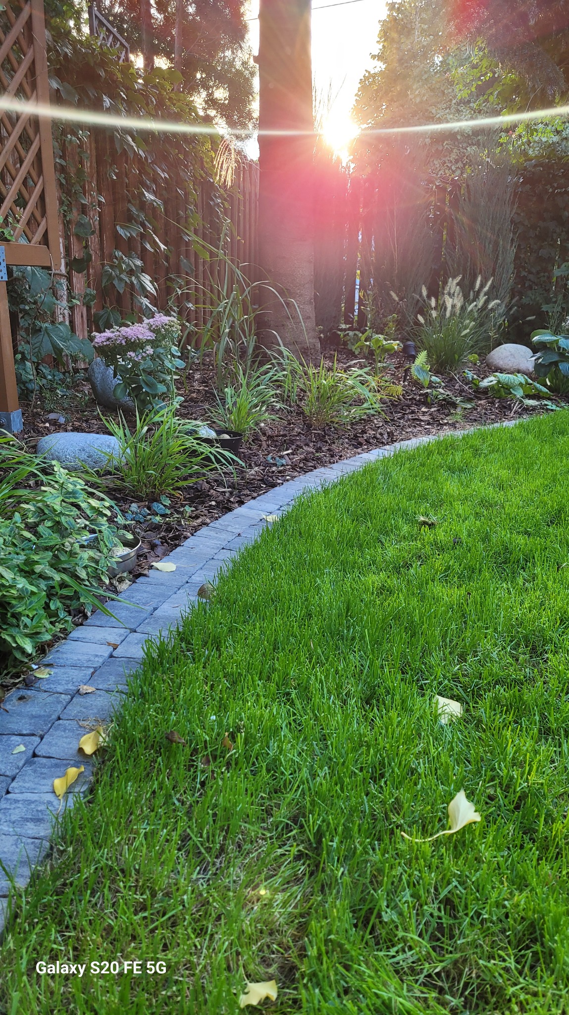 Metamorfoza ogrodu na Ursynowie - wymiana trawnika, propozycja nowych nasadzeń