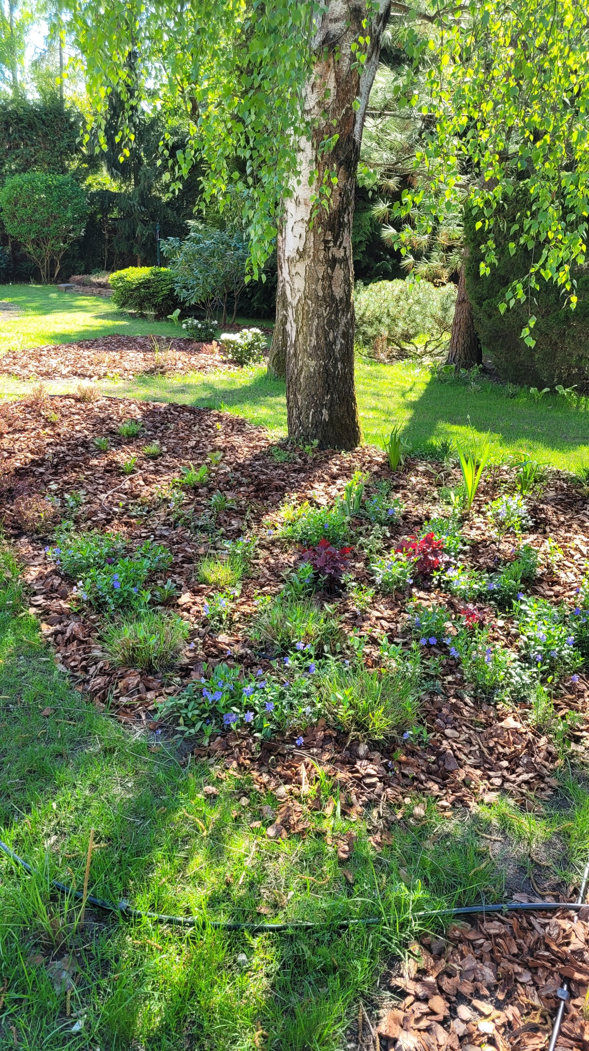 Metamorfoza starego ogrodu - nowe nasadzenia, kształt rabat, trawnik, systemy nawodnienia