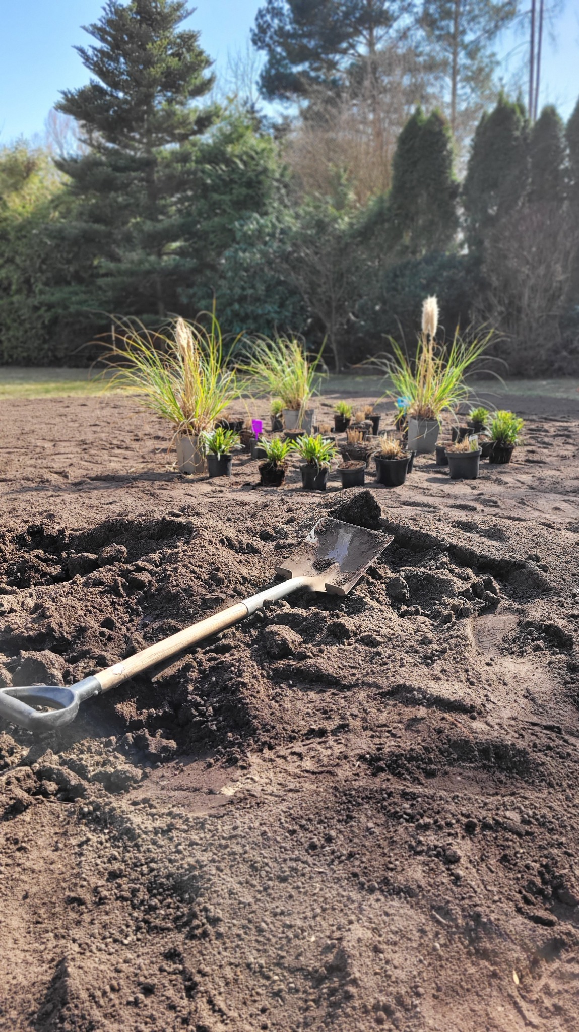 Przygotowana rabata z trawami ozdobnymi w donicach, ziemia nawieziona, widoczna łopata. Tło: drzewa iglaste i liściaste. Słoneczny dzień.