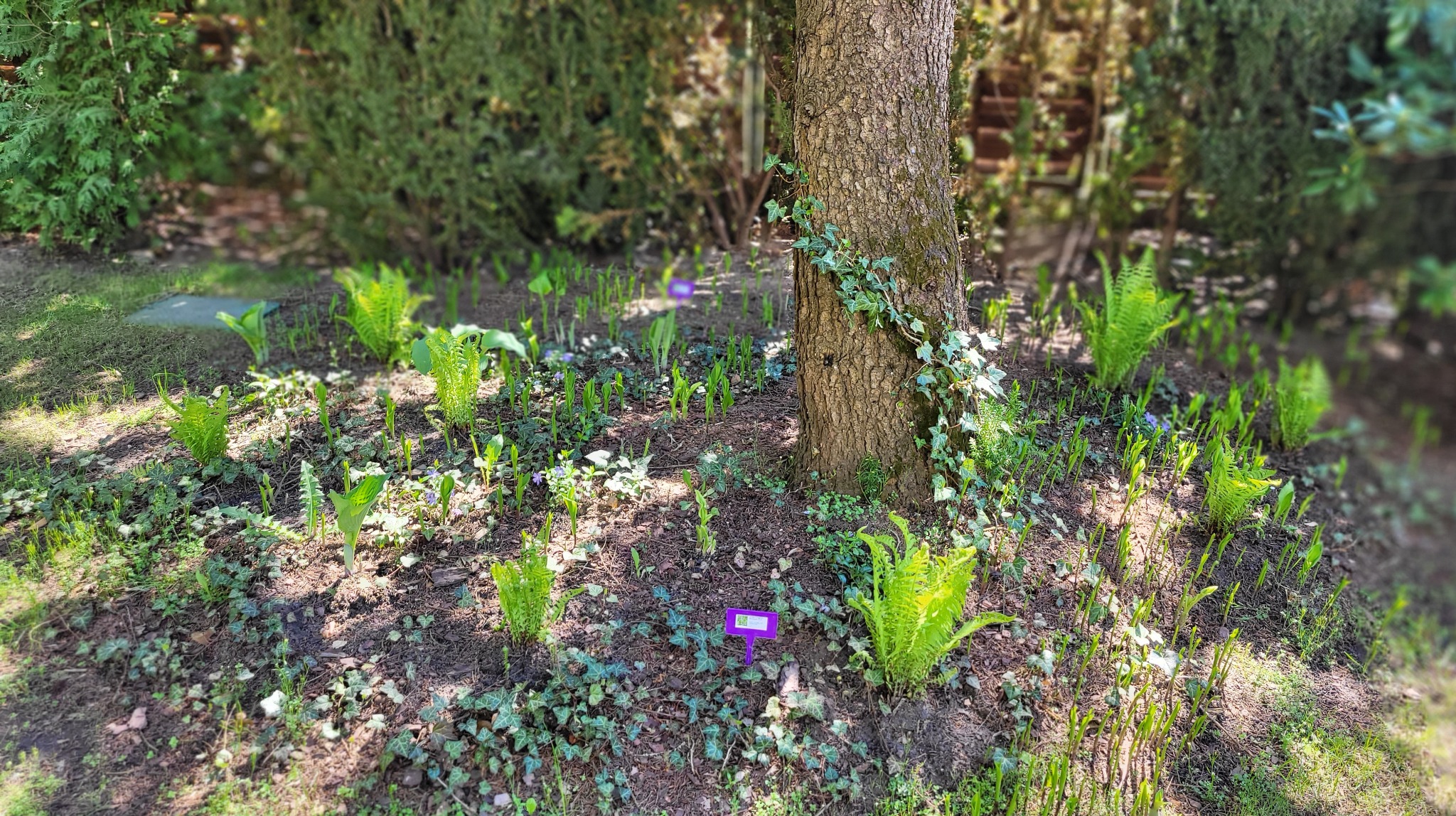 Fragment 1000 ogrodu - remont starego ogrodu, uzupełnienie roślinności