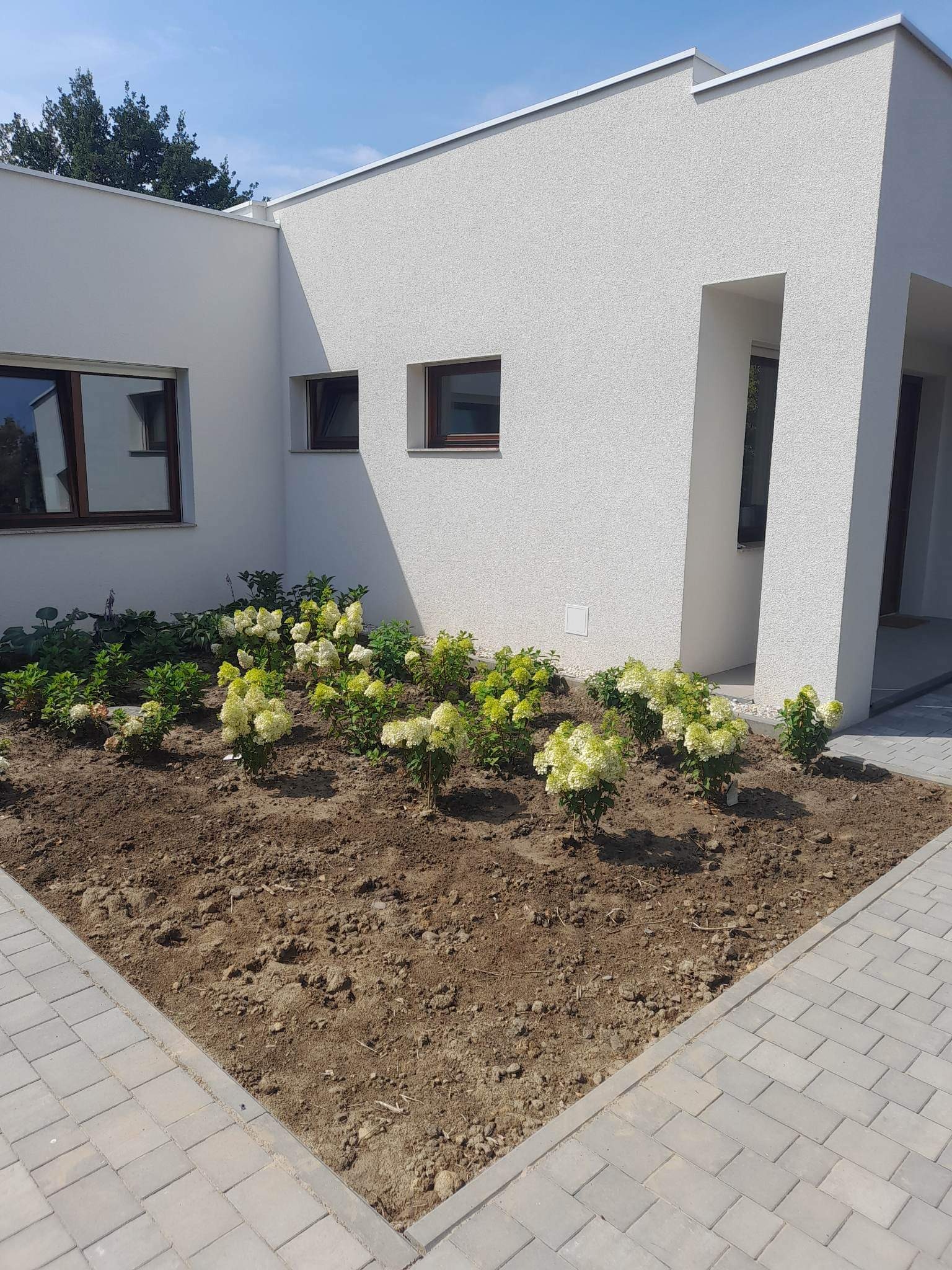 Nowoczesny dom z białym tynkiem strukturalnym i brązowymi ramami okiennymi, z rabatą świeżo posadzonych, kwitnących na biało hortensji bukietowych wzdłuż ściany, wykończoną szarą kostką brukową.