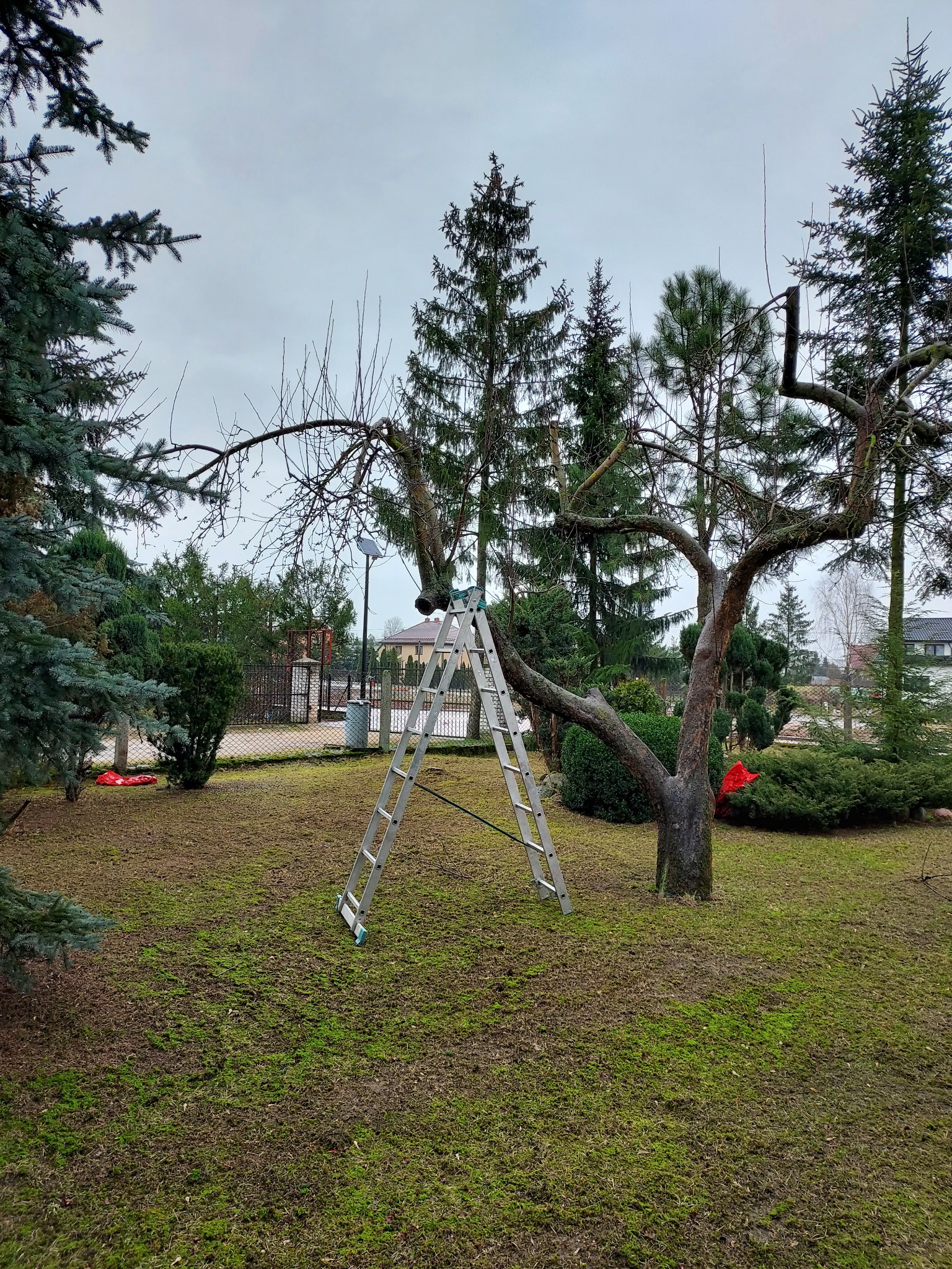 Drabina przystawiona do drzewa z obciętymi gałęziami na trawniku pokrytym mchem, w tle widoczne inne drzewa i zabudowania.
