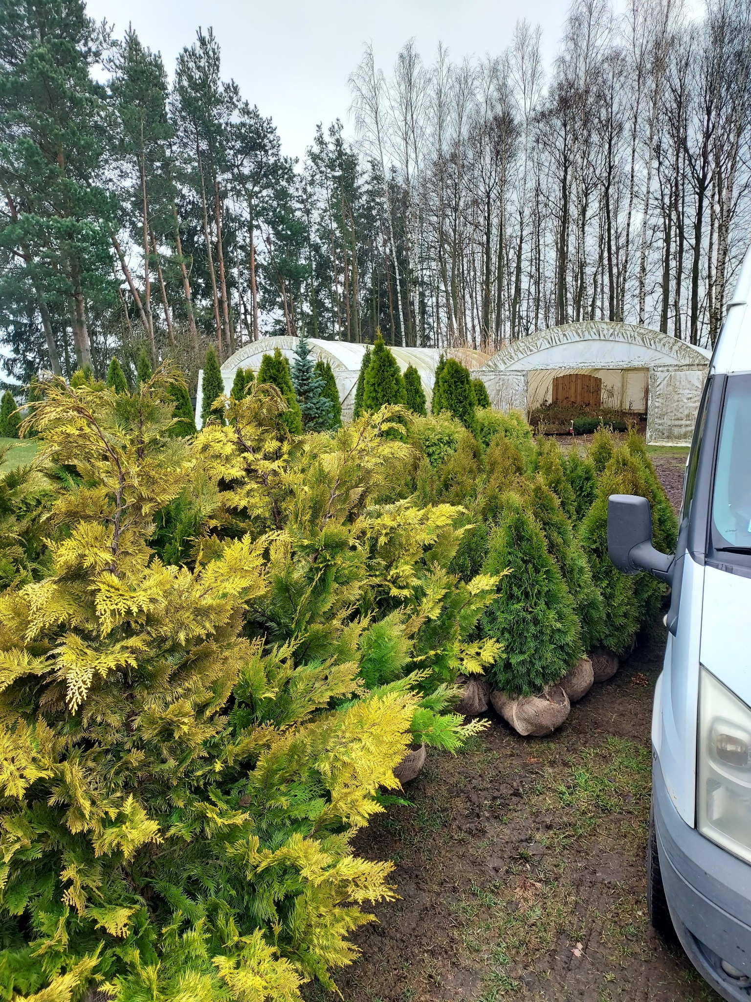 Szkółka roślin ozdobnych z tujami i cyprysikami w jutowych workach, widok z boku furgonetki na tle szklarni i drzew.