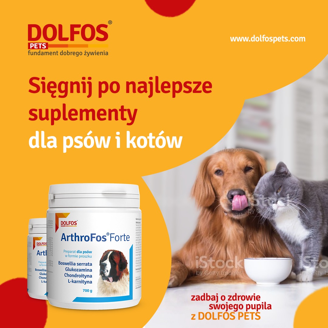 Opakowania suplementu ArthroFos Forte dla psów i kotów, obok nich pies rasy golden retriever liżący się i szary kot siedzący obok pustej miski, całość na żółtym tle z napisem o suplementach.