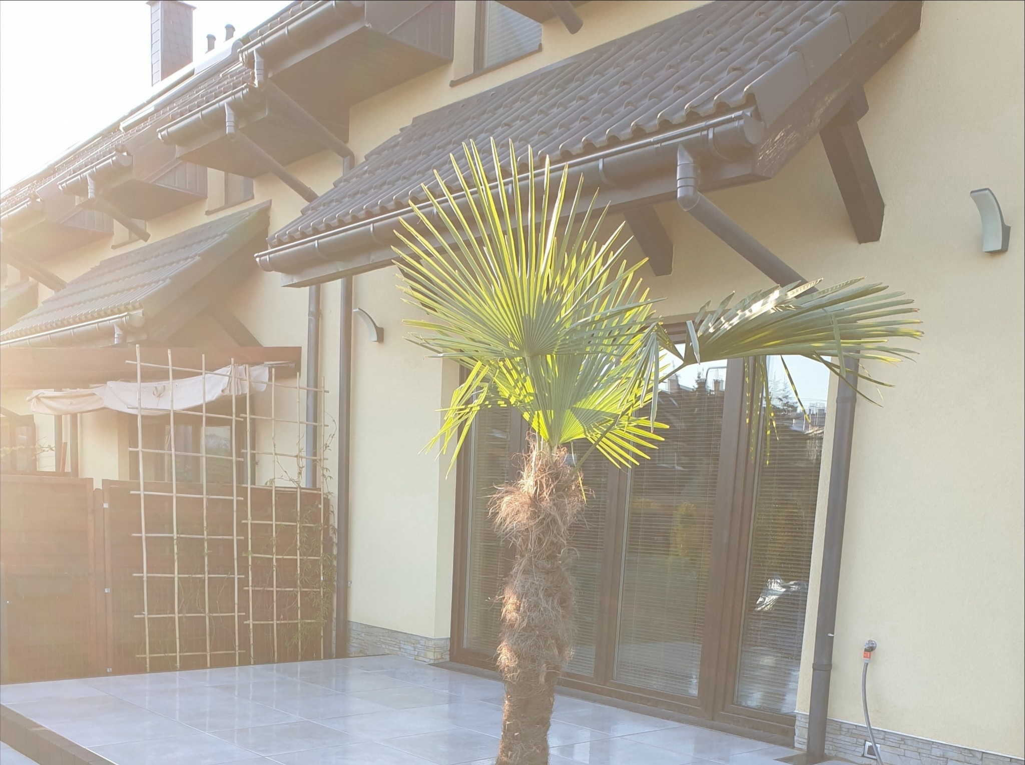 Niski palmowiec na jasnoszarym tarasie z płytek, na tle domu z ciemną dachówką i dużymi oknami tarasowymi, w słoneczny dzień.