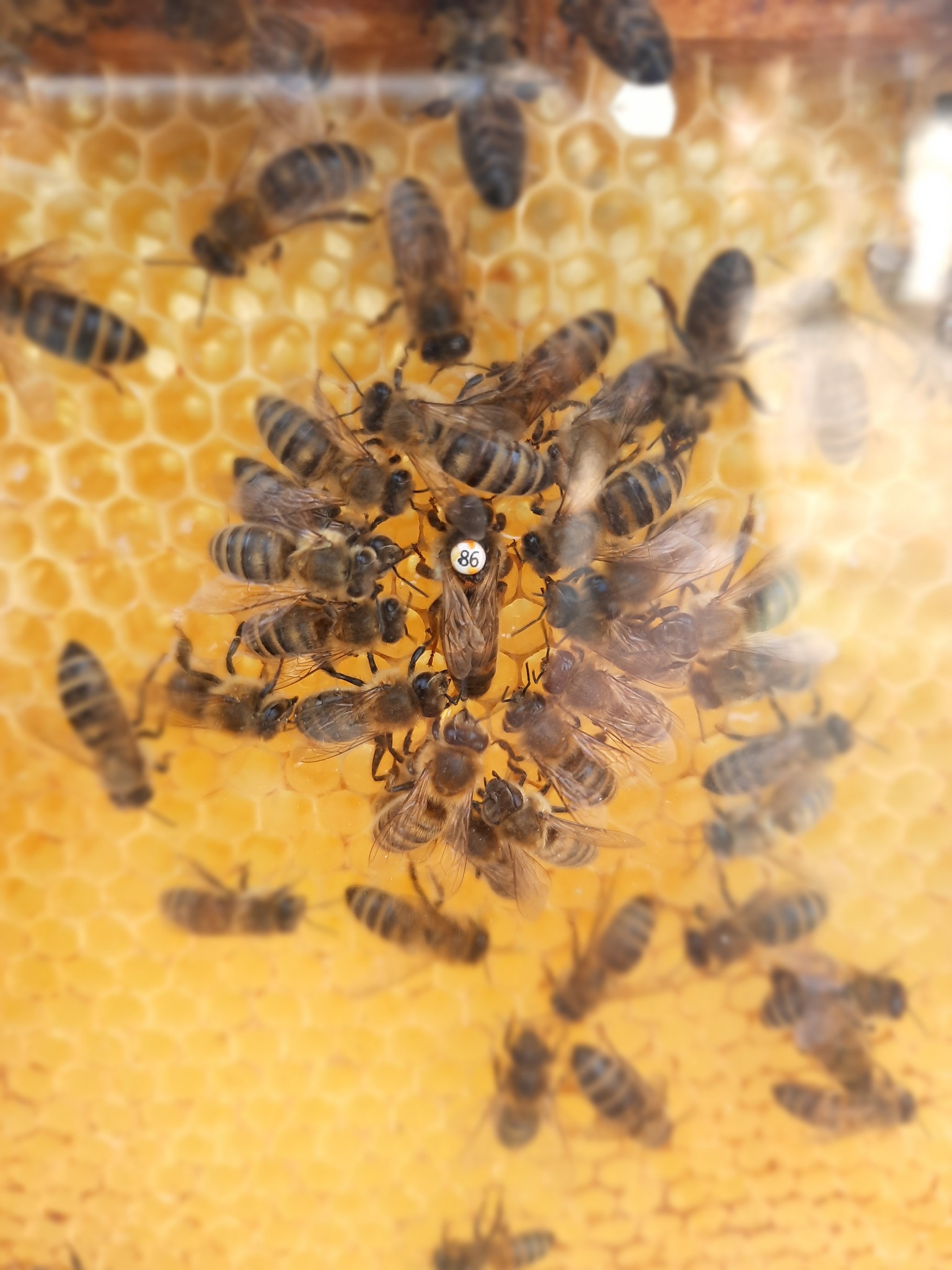 Ul z pszczołami, widoczna królowa oznaczona numerem 86 na plastrze miodu.