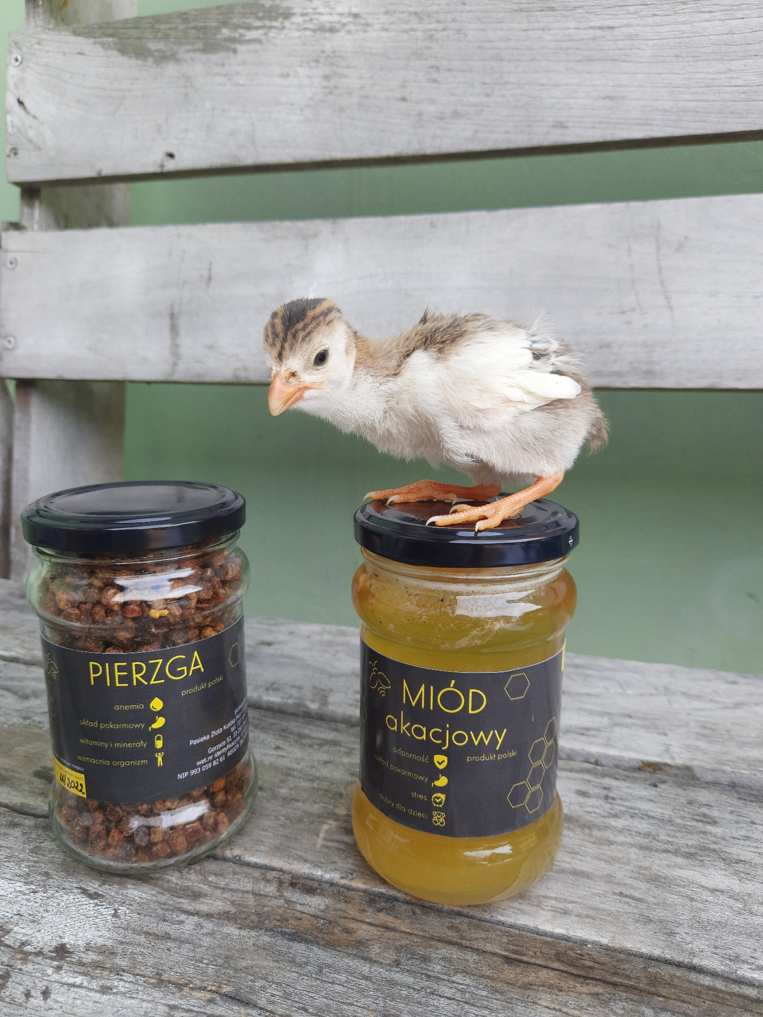 Pisklę perliczki stoi na słoiku miodu akacjowego obok słoika pierzgi na tle drewnianej ławki.