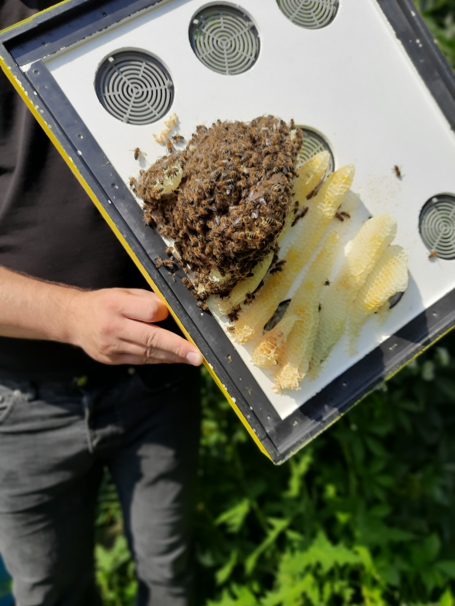Ręka trzyma ramkę z rojem pszczół i plastrami miodu na białej płycie z otworami wentylacyjnymi, czarna obwódka z żółtym akcentem.