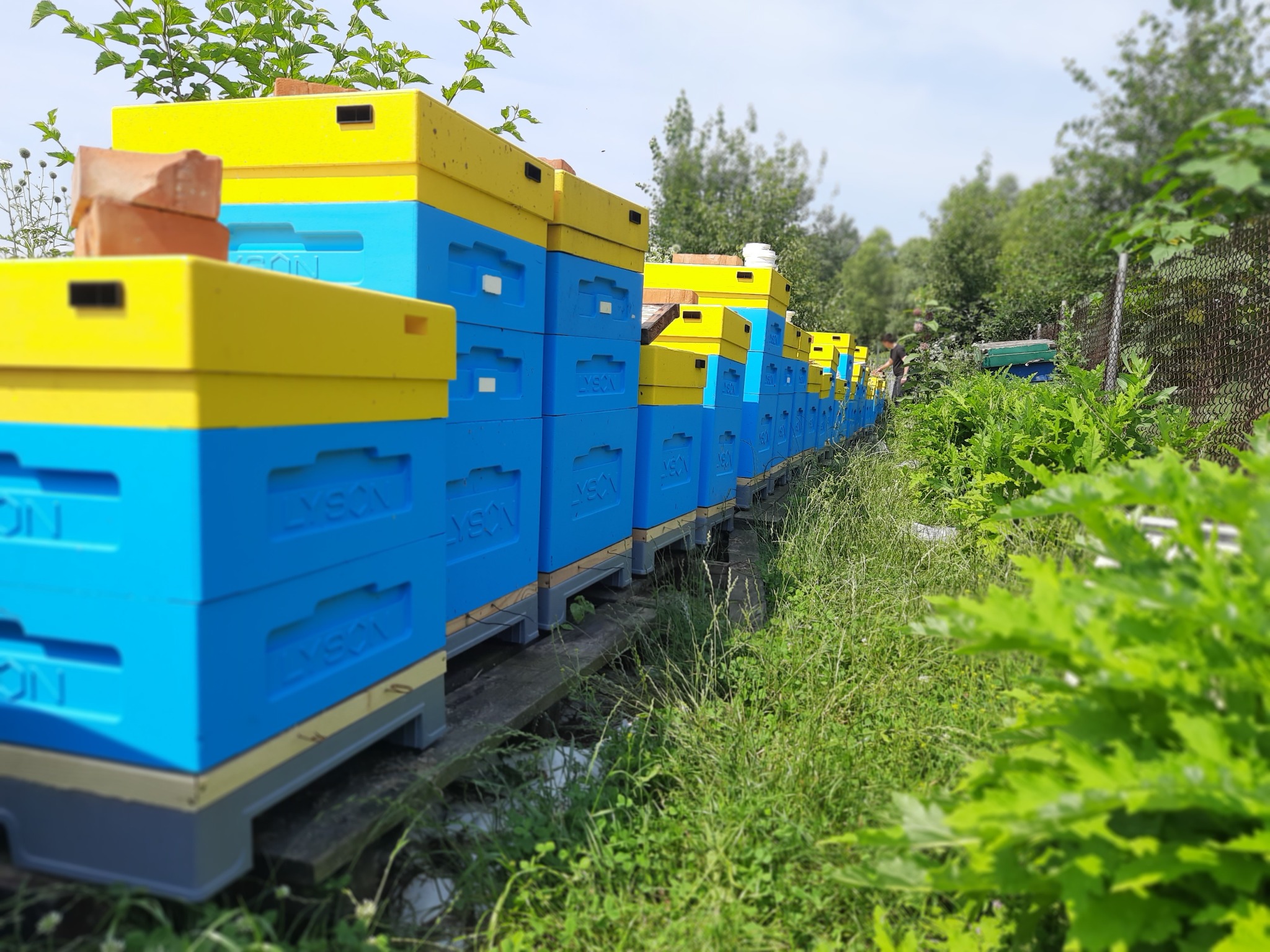 Rząd niebiesko-żółtych uli marki Łysoń ustawionych na drewnianych belkach w zarośniętym ogrodzie, cegły na górze jednego z uli.