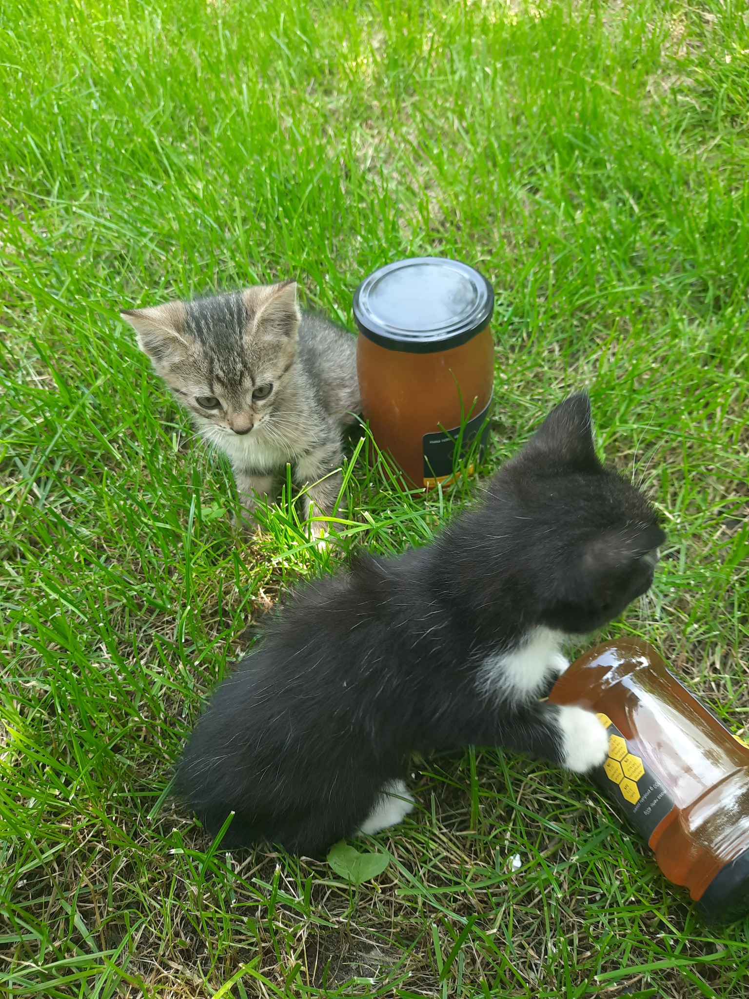 Dwa małe kocięta bawią się na trawie obok słoików z miodem, jeden słoik leży przewrócony.