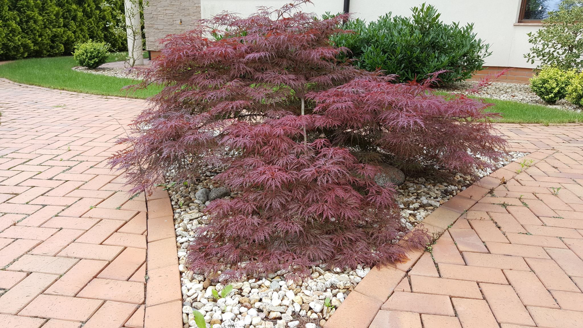 Kaskadowy klon palmowy o purpurowych liściach, otoczony białymi kamieniami, rosnący na tle ceglanej ścieżki i zadbanego trawnika.