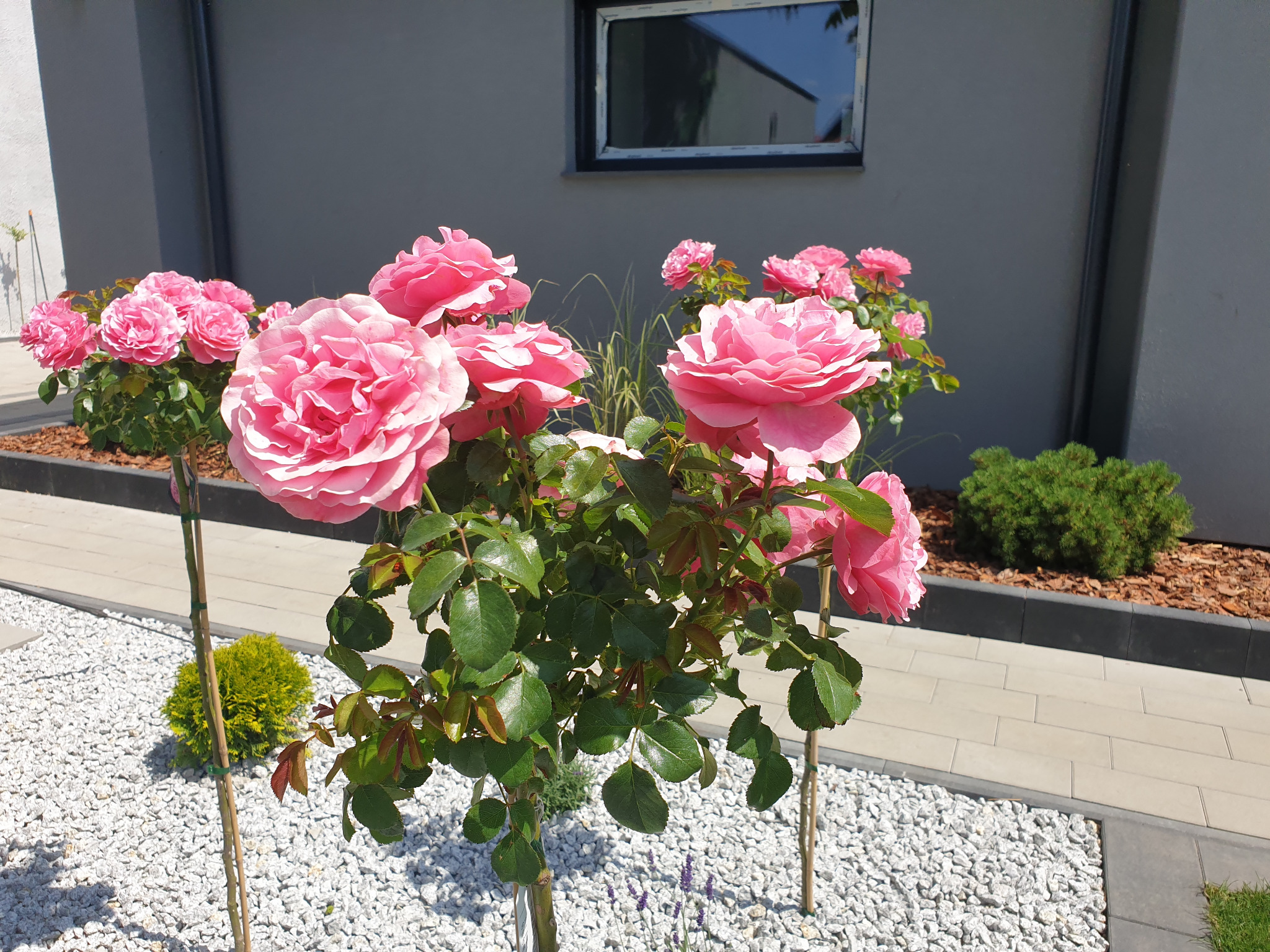 Krzew róży o pełnych, różowych kwiatach, wsparty bambusowym palikiem, otoczony białym grysem i niskimi krzewami na tle szarego budynku z oknem.