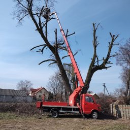 Amplus Arkadiusz Mazurek Wykopy koparkami Alarmy Elektryka Monitoring - Czerwony podnośnik koszowy przy częściowo ogołoconym drzewie w słoneczny dzień. Ścięte gałęzie leżą na ziemi. Widoczne budynki w tle.