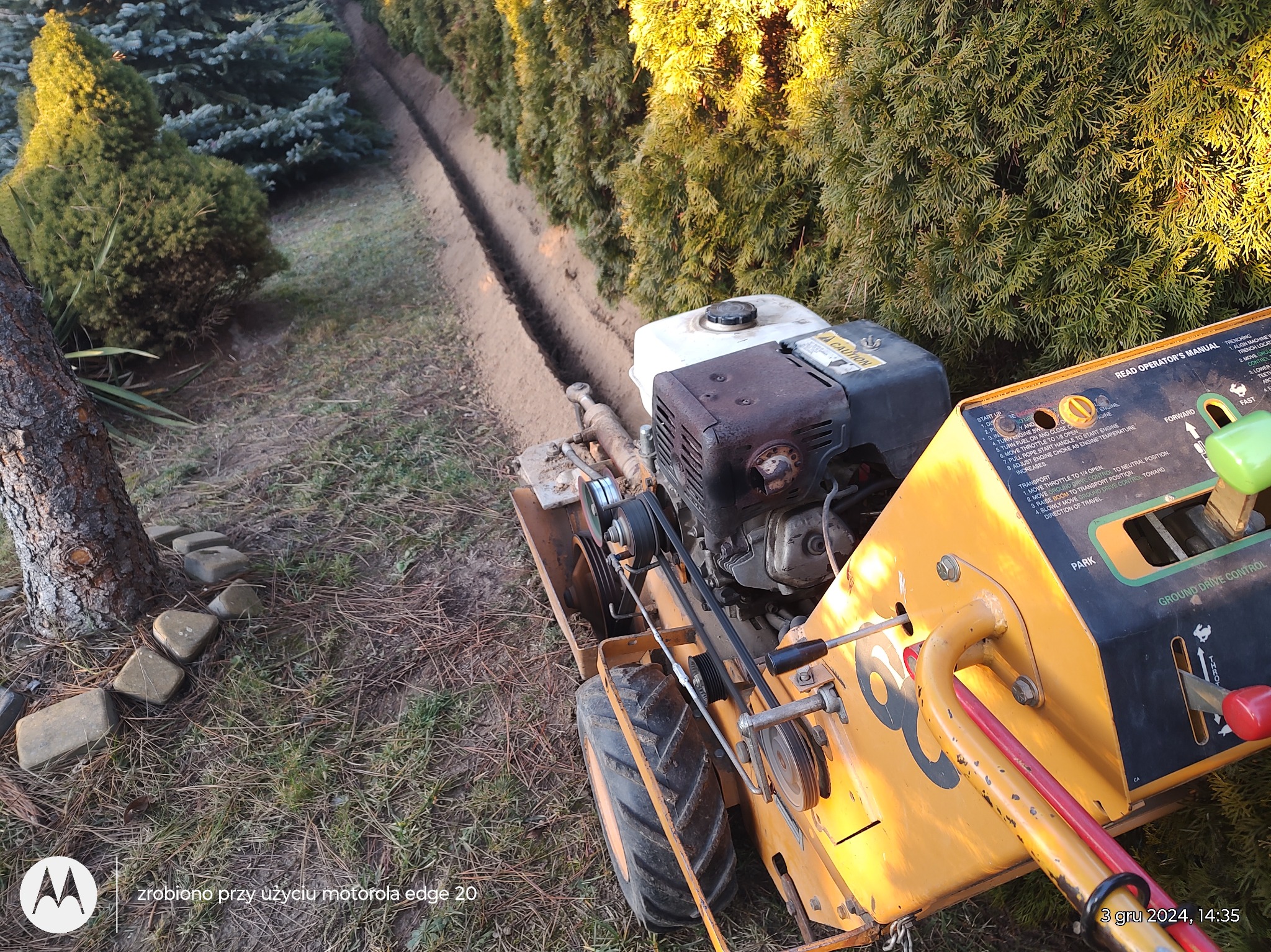 Wykop pod instalacje wykonany za pomocą wykoparki łańcuchowej na działce z tujami. Wykop wąski i głęboki, przygotowany pod instalacje. Maszyna w kolorze żółtym.
