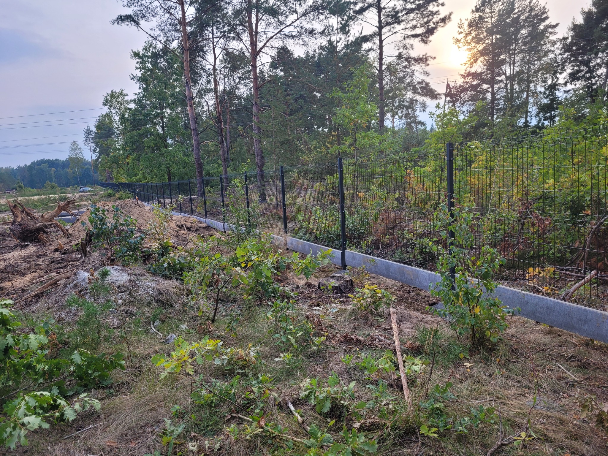 Długa, metalowa siatka ogrodzeniowa z betonową podmurówką, oddzielająca teren leśny od przygotowanego podłoża pod uprawy, widoczne młode drzewka i zachodzące słońce w tle.